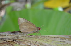 黃斑蕉弄蝶
