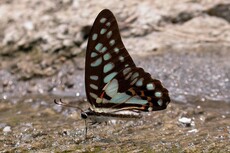 Common Jay