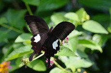 玉斑鳳蝶