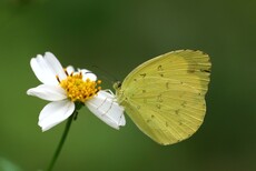 寬邊黃粉蝶