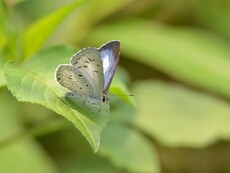 Common Hedge Blue