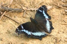 Blue Admiral