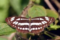 Common Sailer