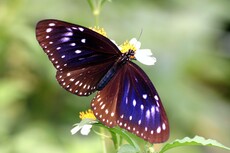 Blue-spotted Crow