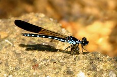 Common Blue Jewel