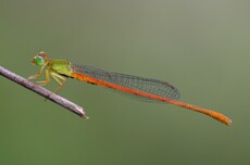 Orange-tailed Sprite