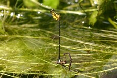 Yellow Featherlegs