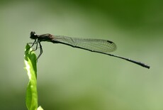 Black Threadtail