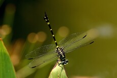 Common Flangetail