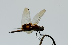 華斜痣蜻
