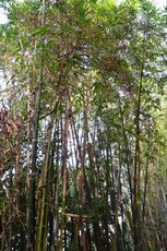 Weaver's Bamboo