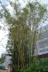 Verdant Bamboo