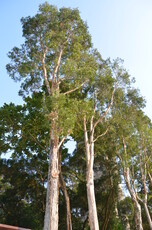 Paper-bark Tree