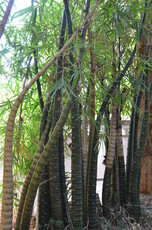 Wamin Bamboo