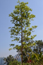 Hainan Elaeocarpus