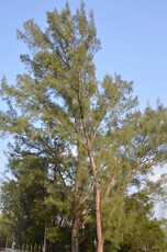 Horsetail Tree