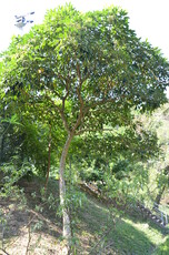 Ivy Tree