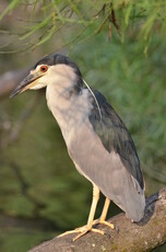 Black-crowned Night Heron