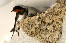 Barn Swallow