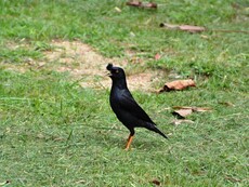 Crested Myna