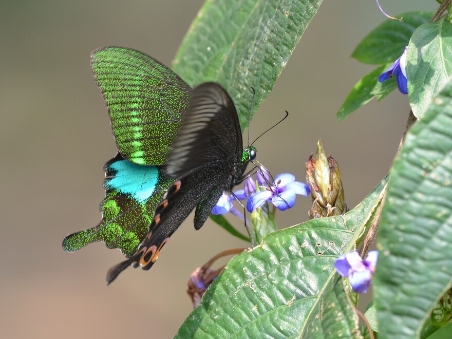 Paris Peacock