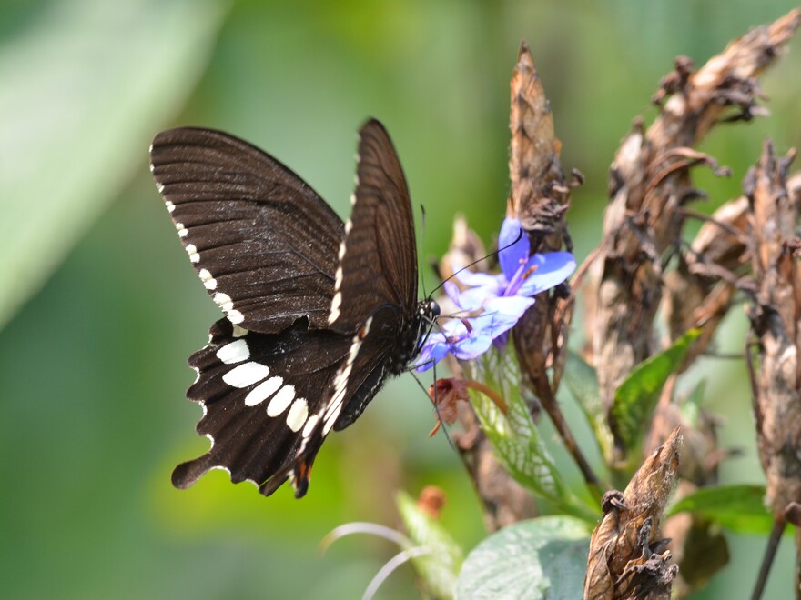 Common Mormon