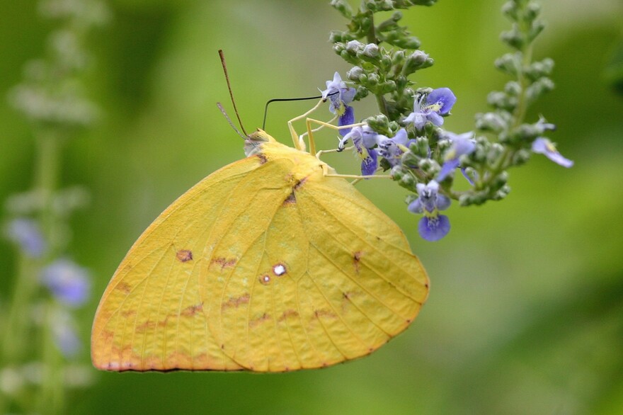 Lemon Emigrant