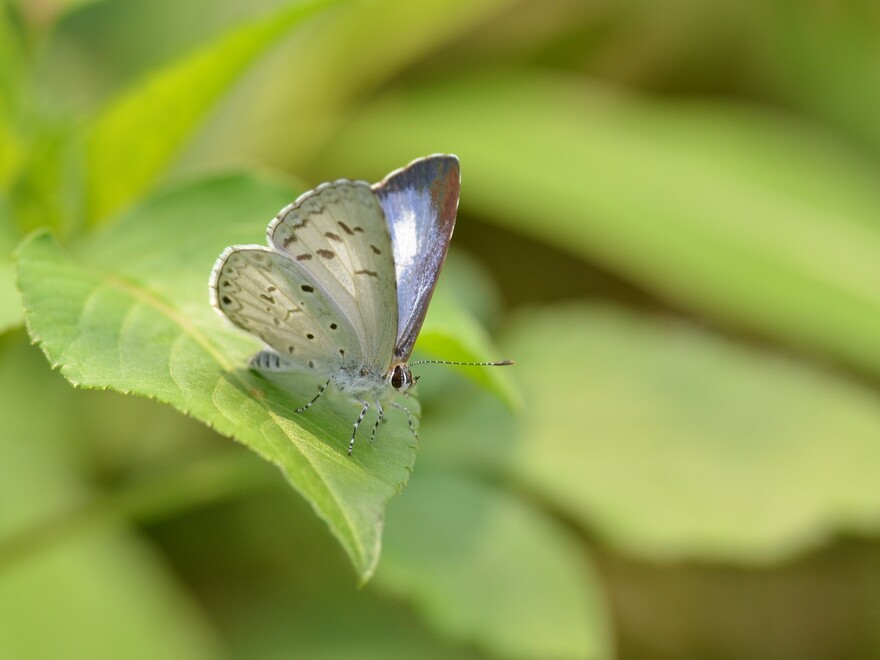 Common Hedge Blue