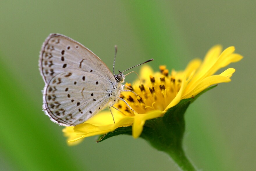 Pale Grass Blue