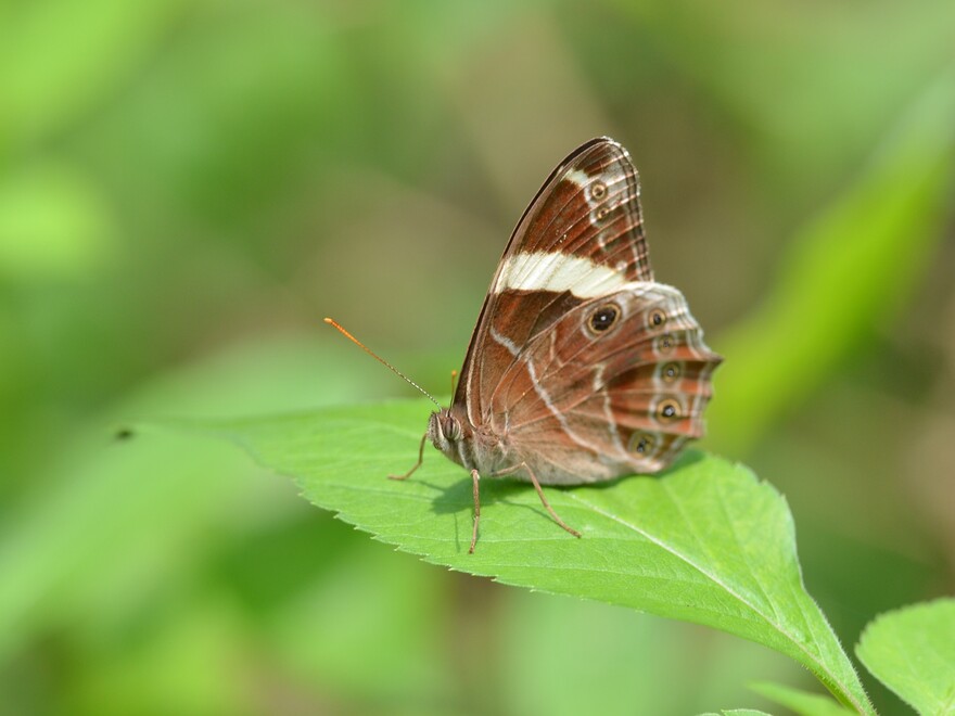 Banded Tree Brown