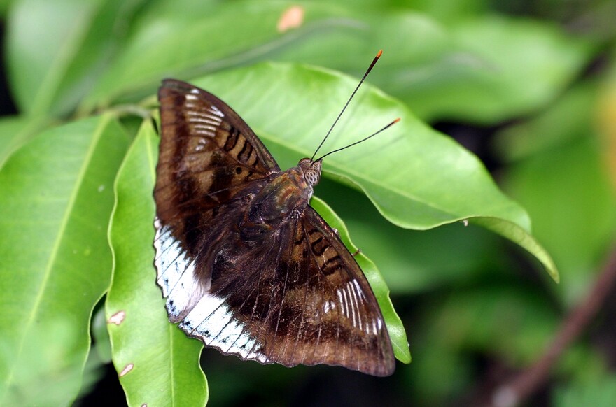 White-edged Blue Baron