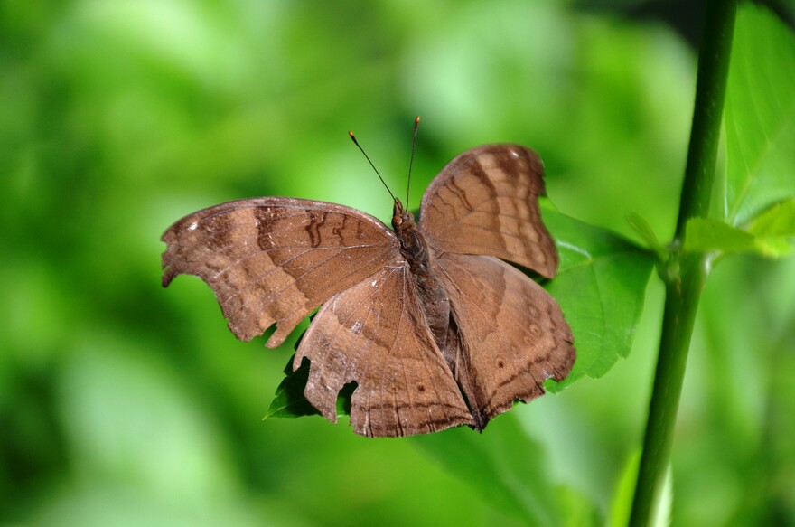 Chocolate Pansy