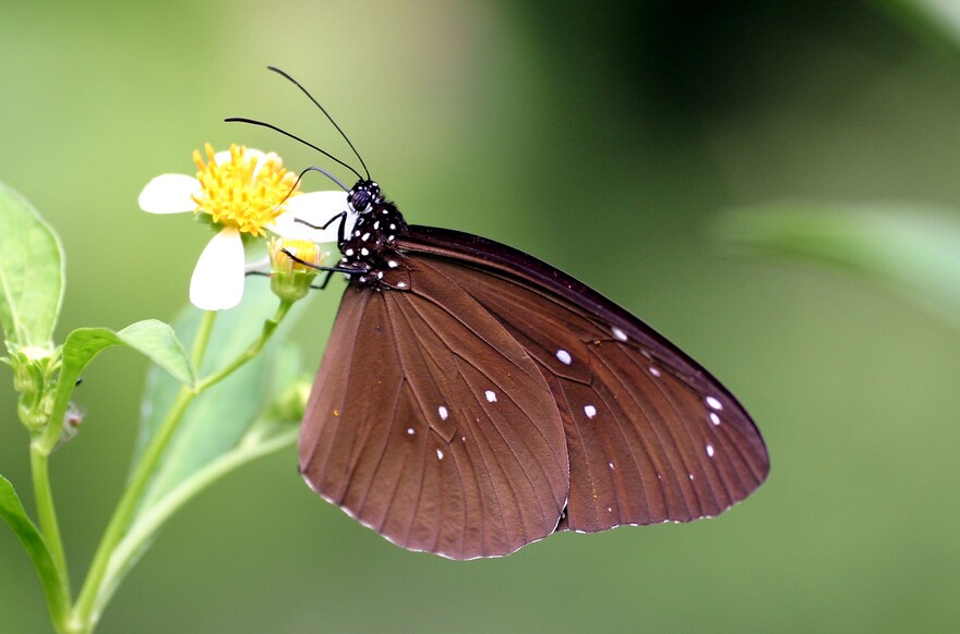 Common Indian Crow