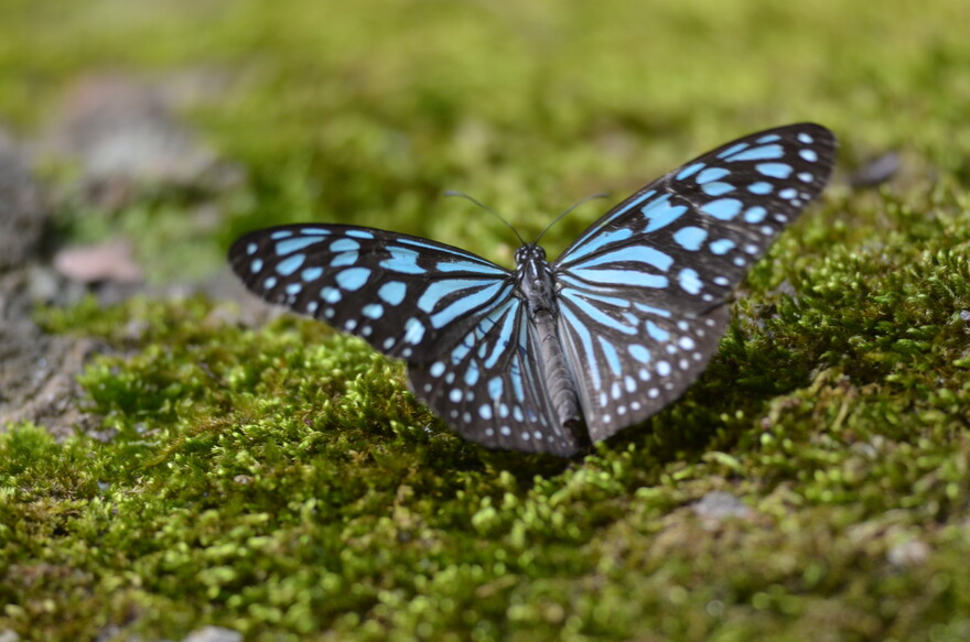 Ceylon Blue Tiger