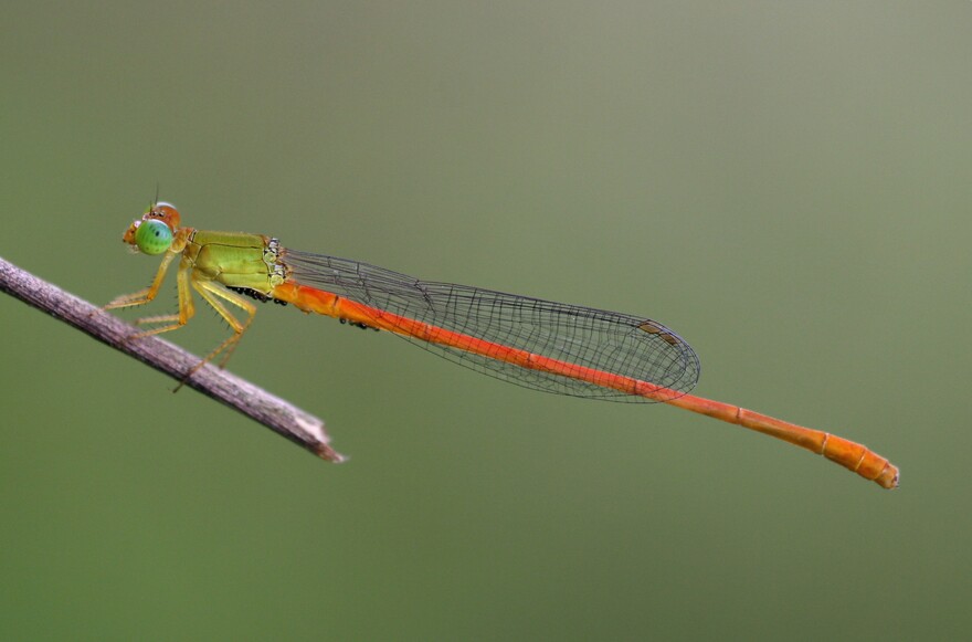 Orange-tailed Sprite