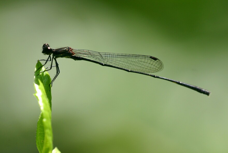 Black Threadtail