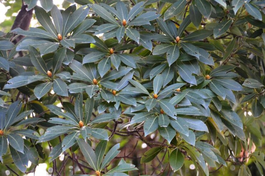 刨花润楠