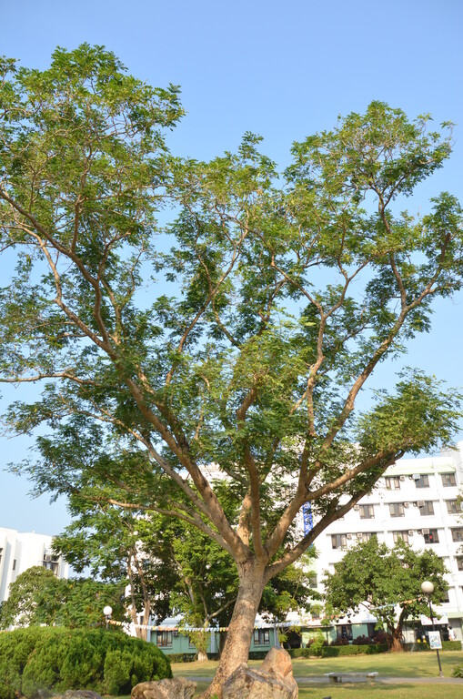 大叶合欢