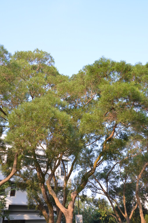 Taiwan Acacia