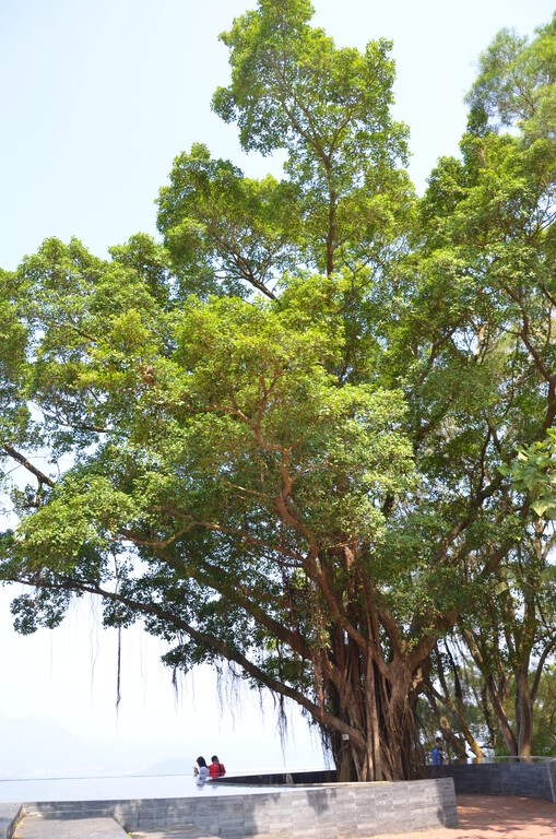 Chinese Banyan