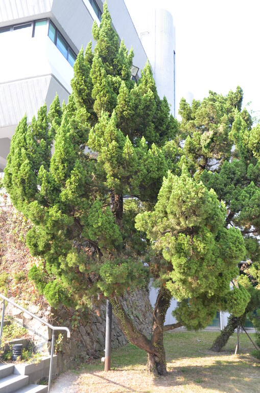 Dragon Juniper