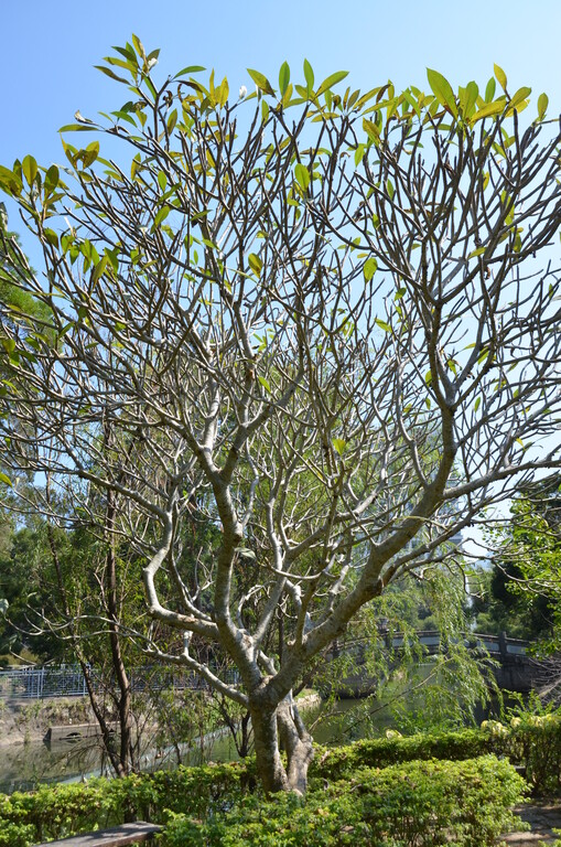 Plumeria rubra