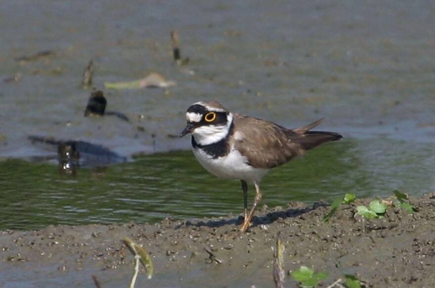 Little Ringed Plover