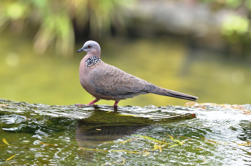 珠頸斑鳩
