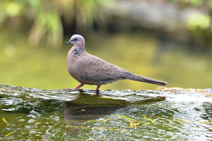 Spotted Dove