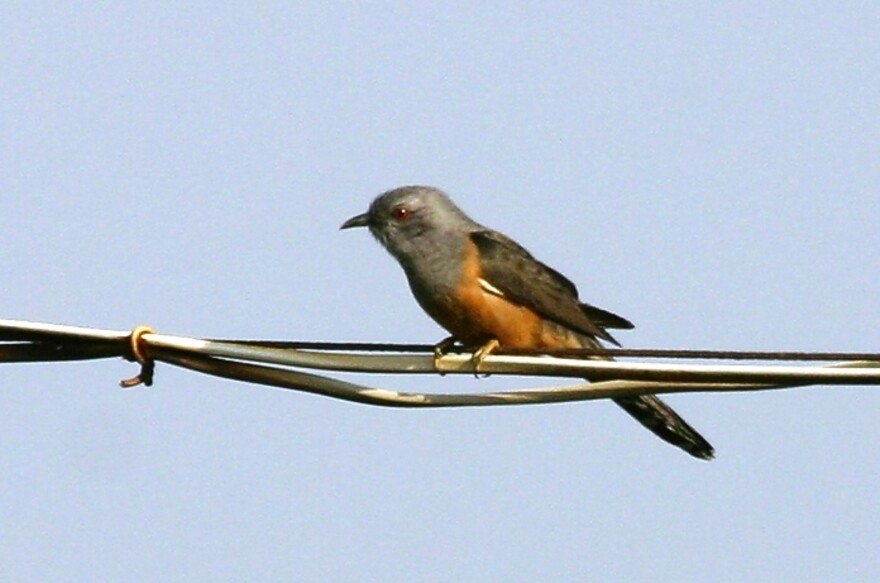 Plaintive Cuckoo