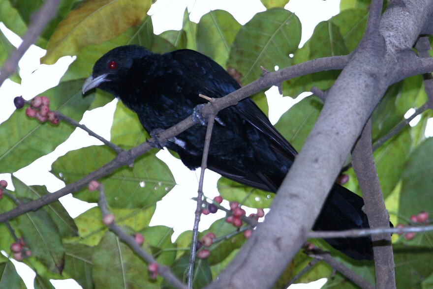 Common Koel