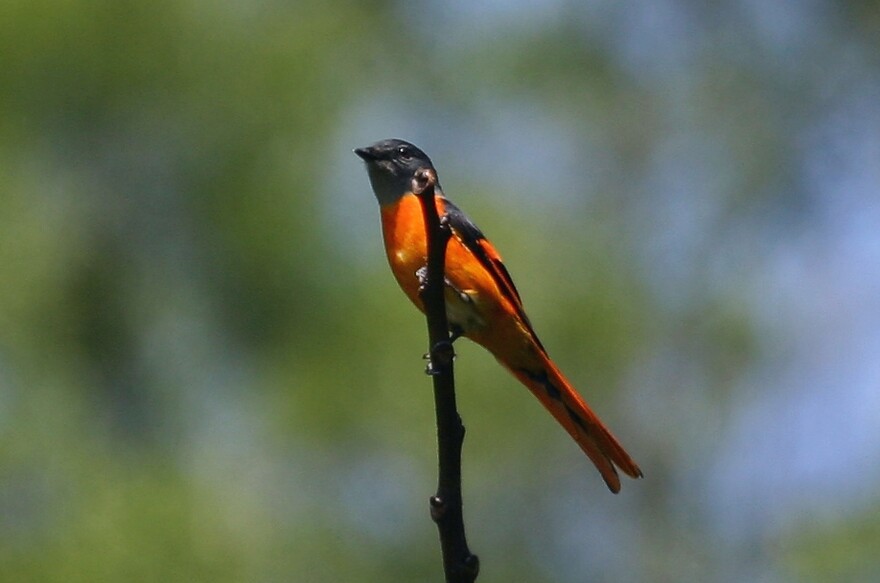 Scarlet Minivet