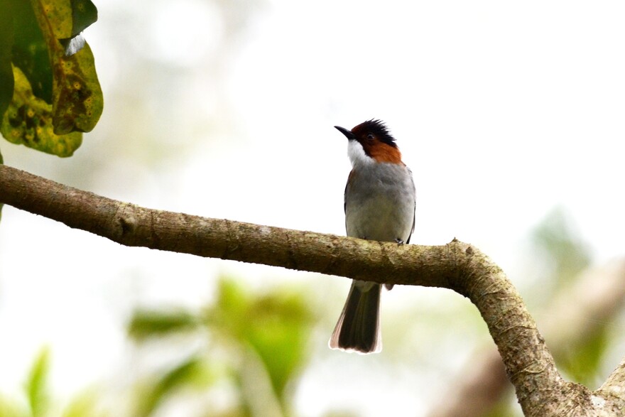 Chestnut Bulbul