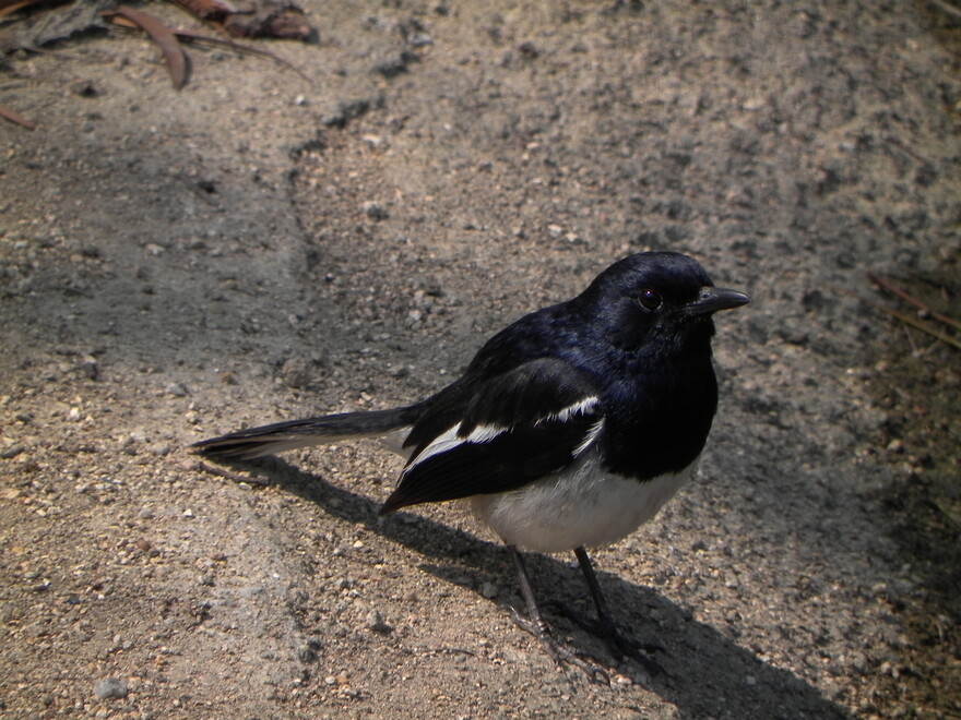 Oriental Magpie Robin